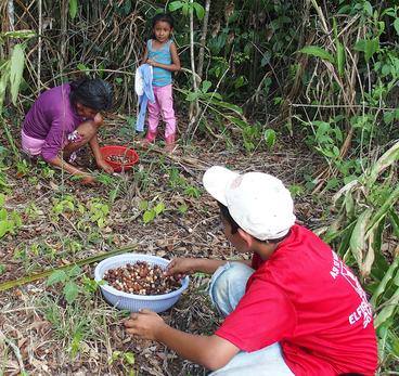 Three children harvest ramon nuts in the rain forest of Guatemala