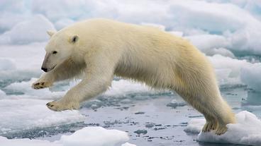 Polar bear leaping between two ice floes